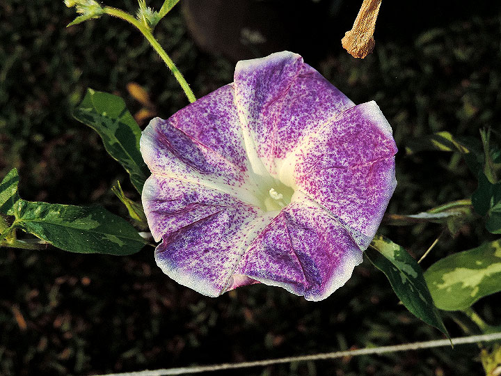 DSCN1550
