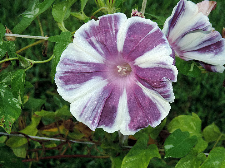 DSCN1608