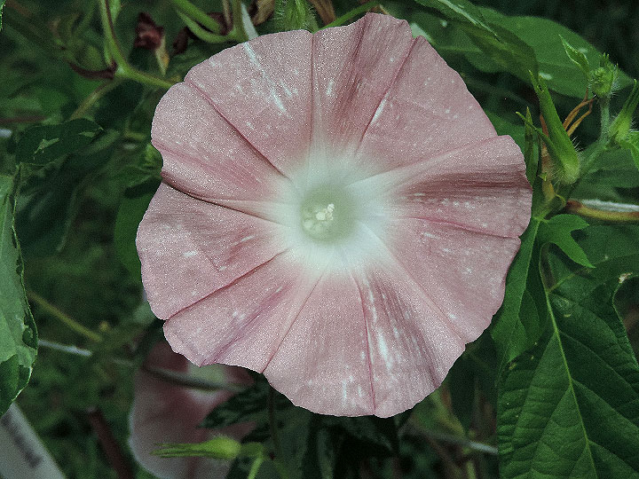 DSCN1613