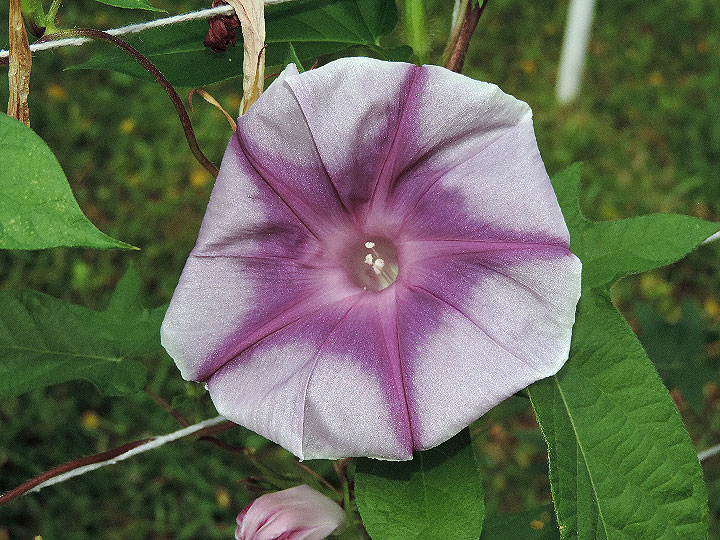 DSCN1618