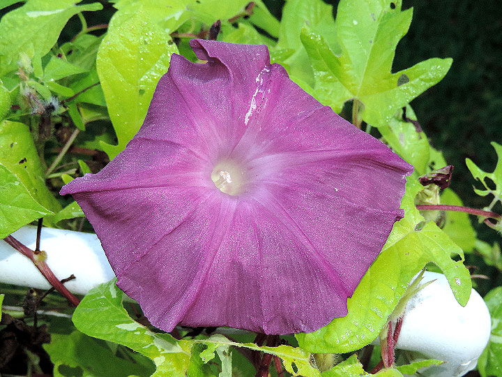 DSCN1632