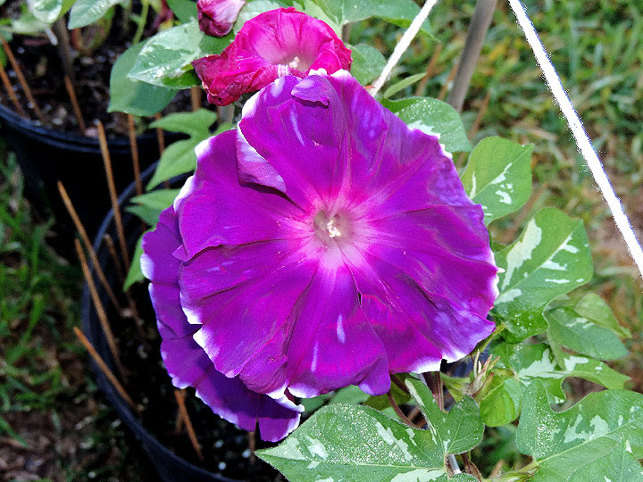 DSCN1697