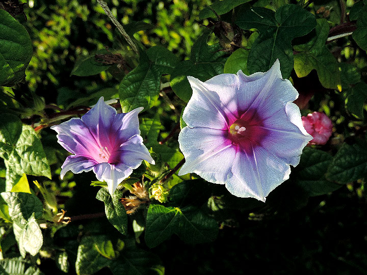 DSCN1908