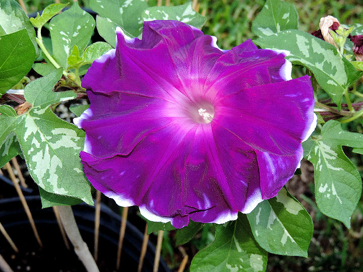 DSCN1948