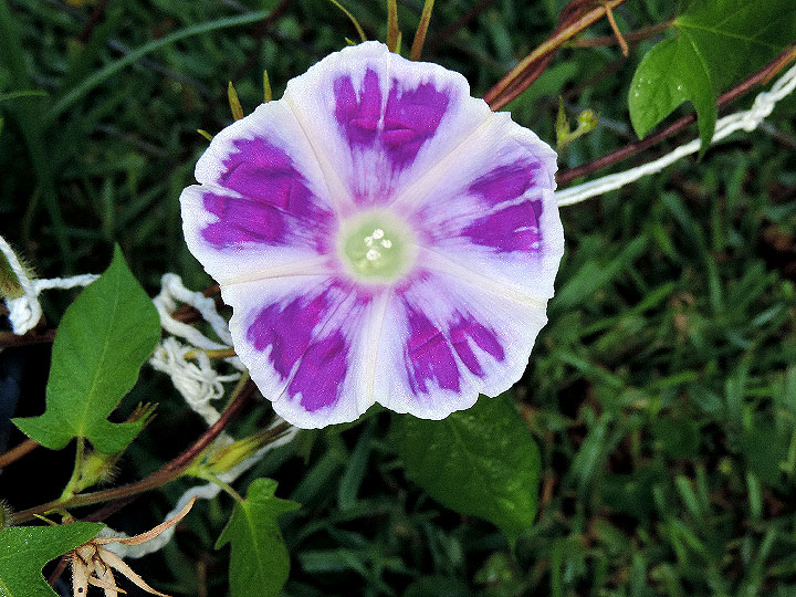 DSCN2108