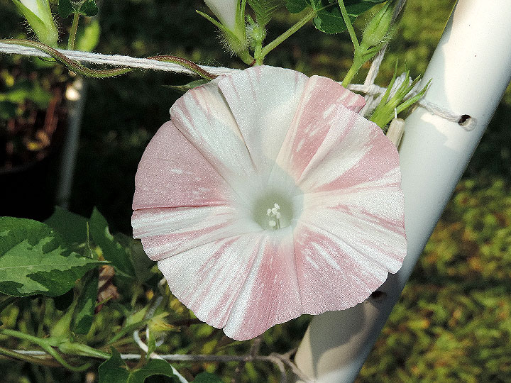 DSCN2427