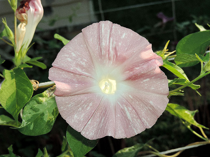 DSCN2429