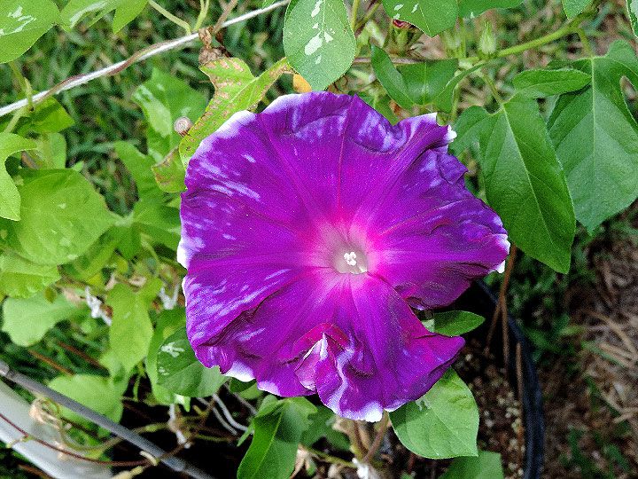 DSCN2626