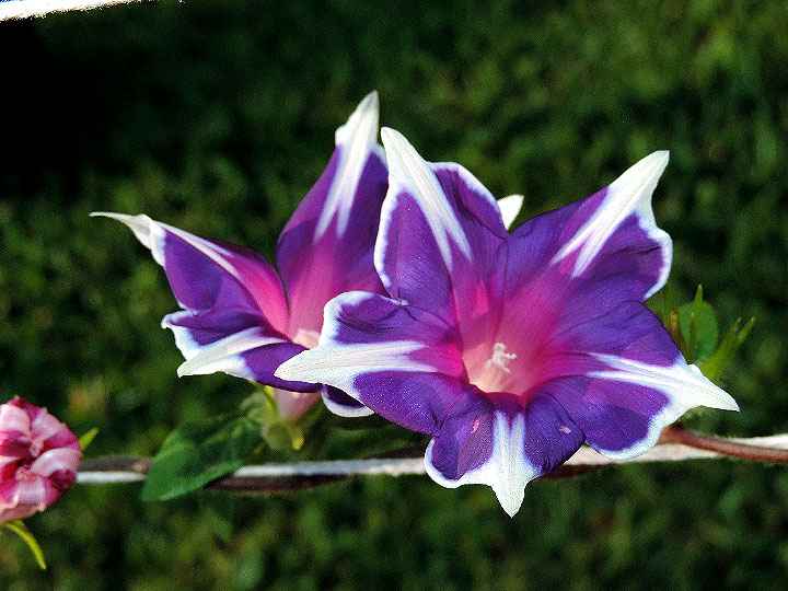 DSCN2937
