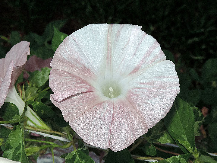 DSCN3350