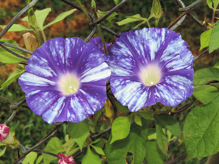 DSCN3422
