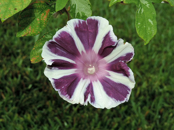 DSCN3452