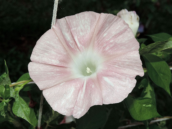 DSCN3467