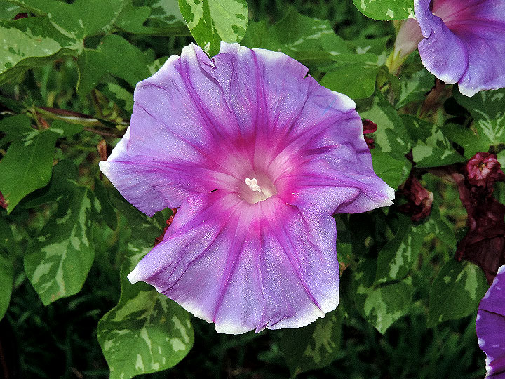 DSCN3588