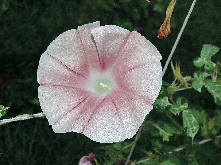 DSCN3594