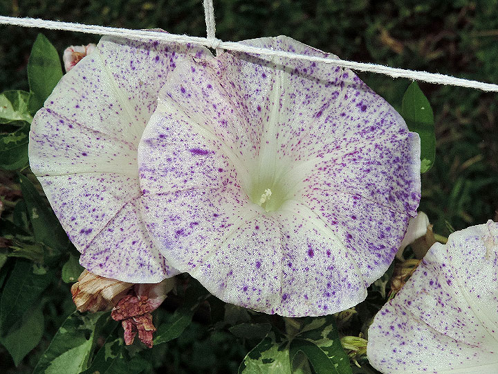 DSCN3610