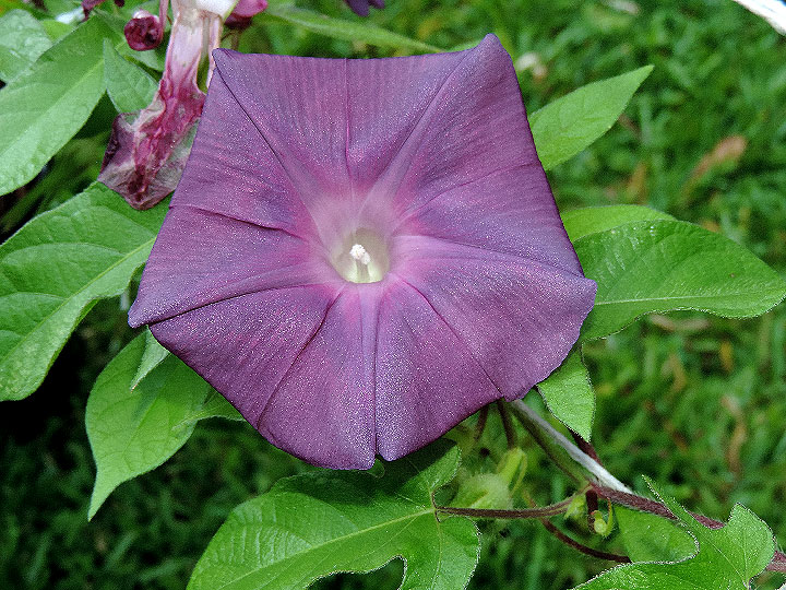 DSCN3731