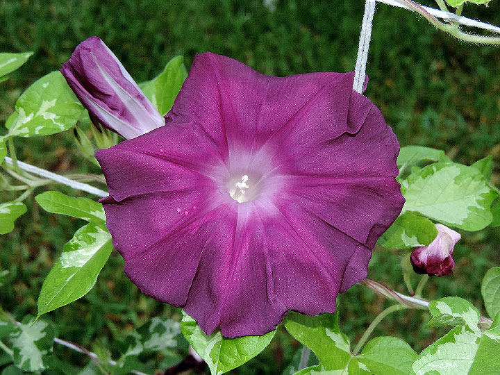 DSCN3914