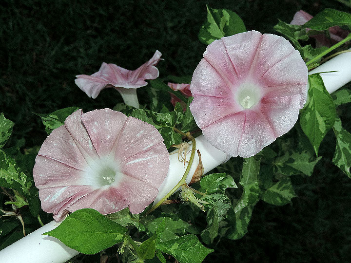 DSCN4014