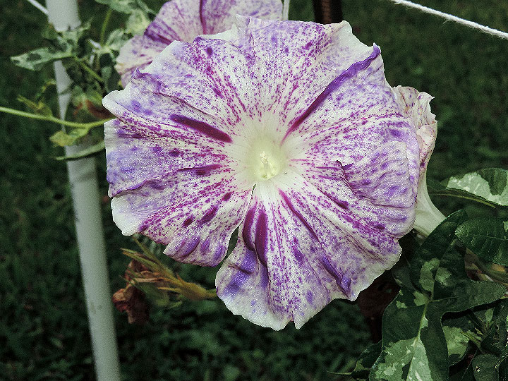 DSCN4026
