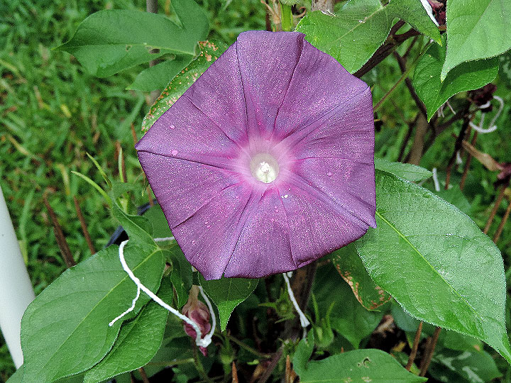 DSCN4029