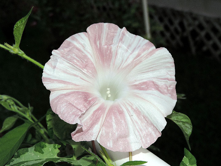 DSCN4104