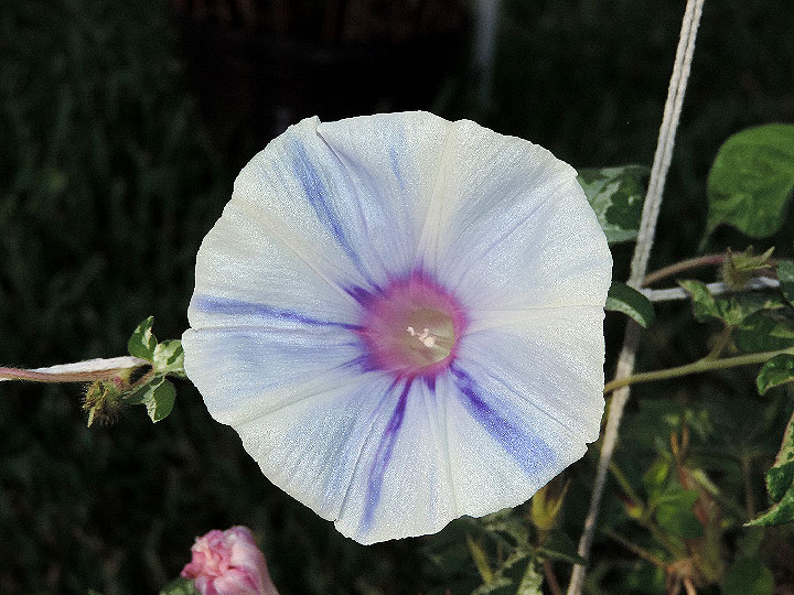 DSCN4185