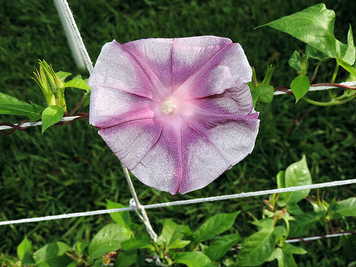 DSCN4288
