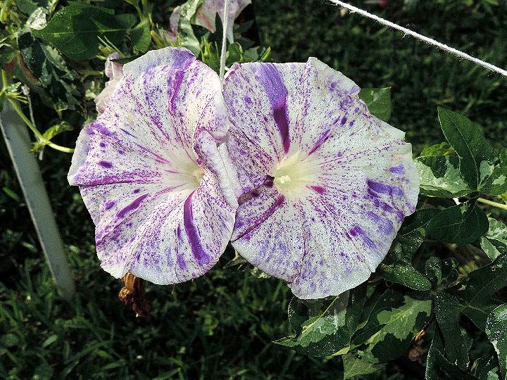 DSCN4301