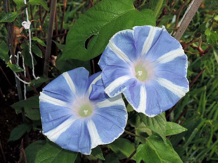 DSCN4380