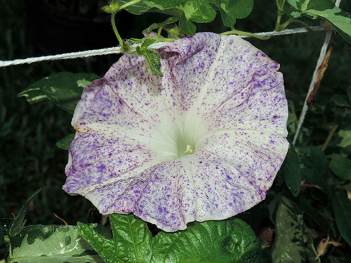 DSCN4402