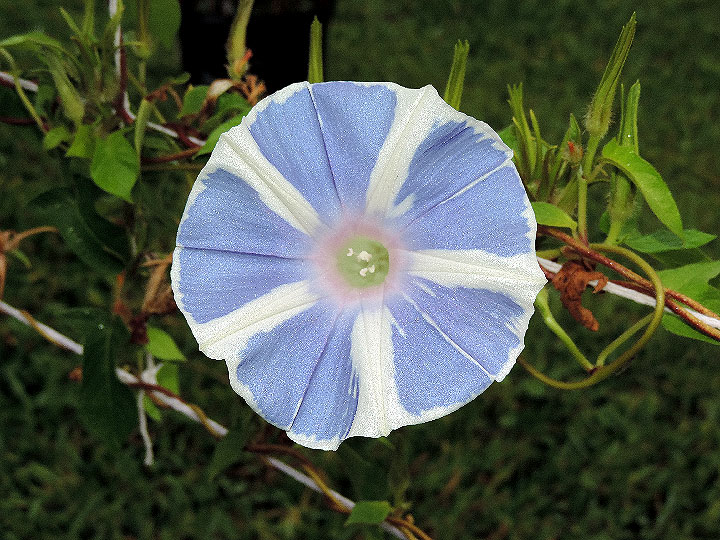 DSCN4467