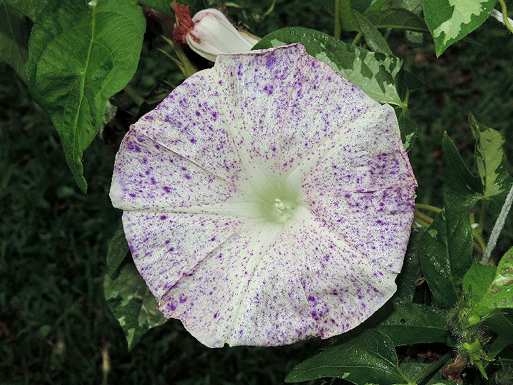 DSCN4496