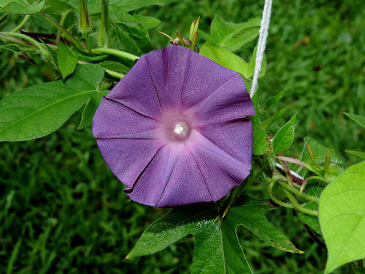 DSCN4499