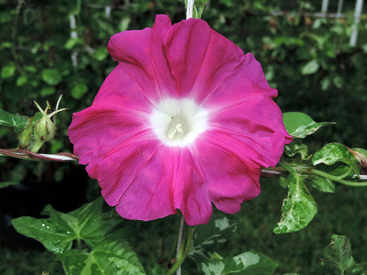 DSCN4501