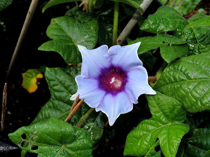 DSCN4891