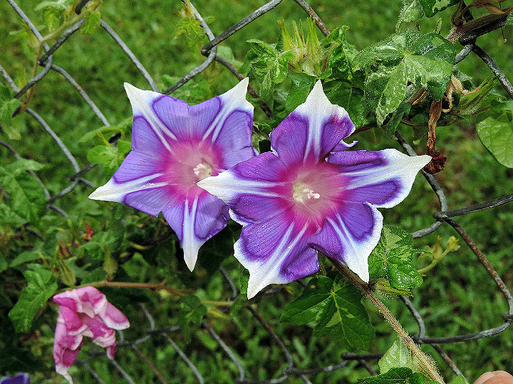 DSCN5162