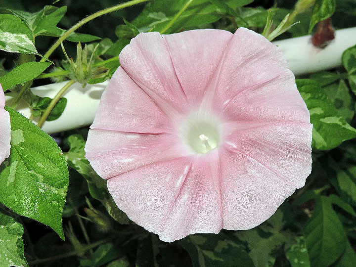 DSCN5209