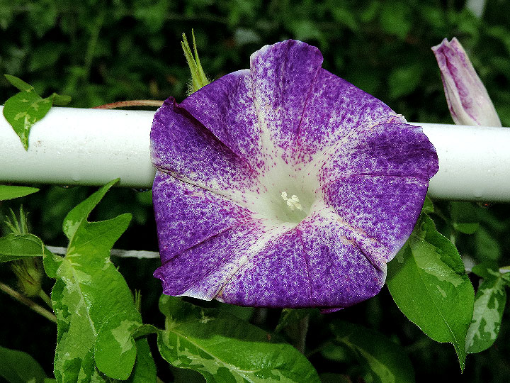 DSCN5228