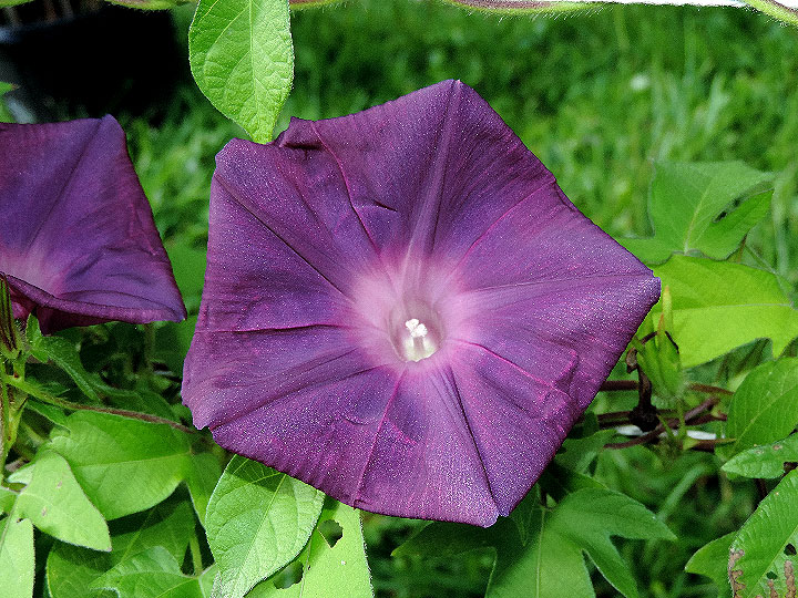 DSCN5388