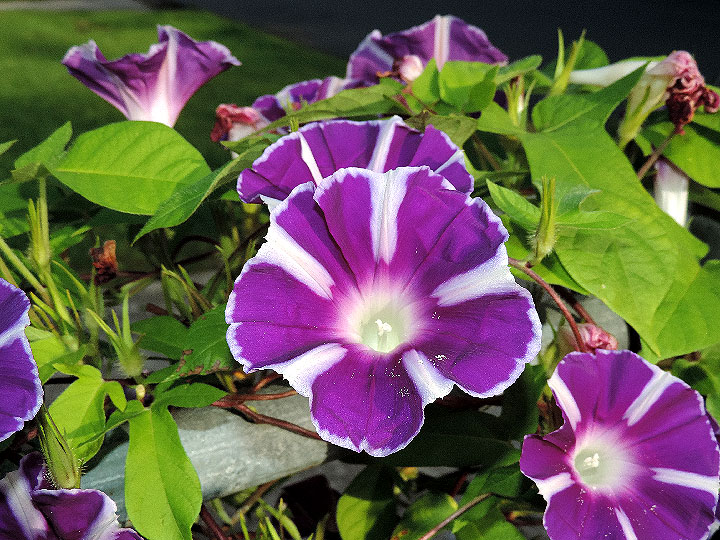 DSCN5438