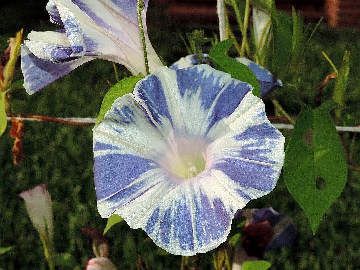 DSCN5500