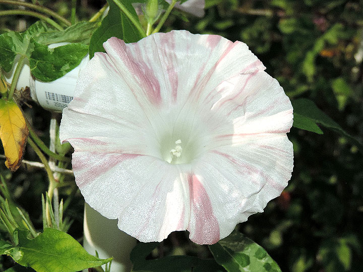 DSCN5517