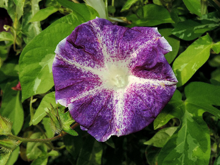 DSCN5537