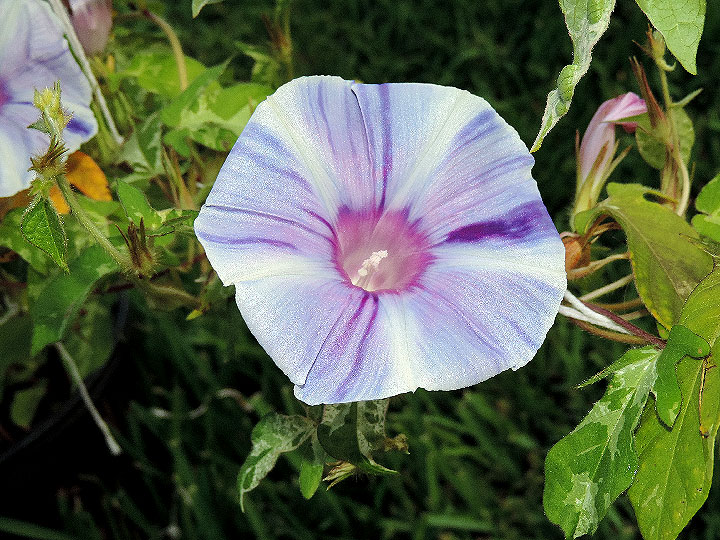 DSCN5650