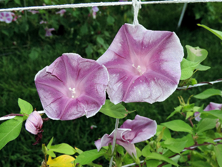 DSCN5675