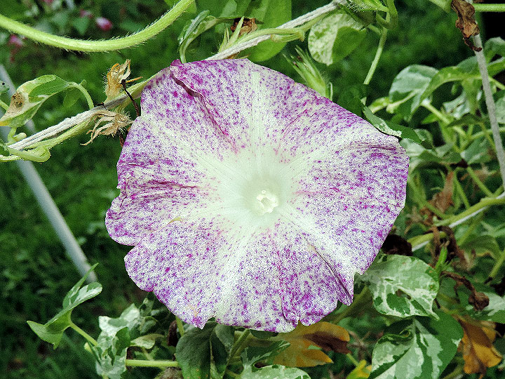 DSCN5677