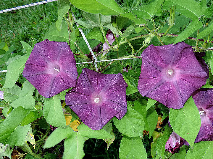 DSCN5692