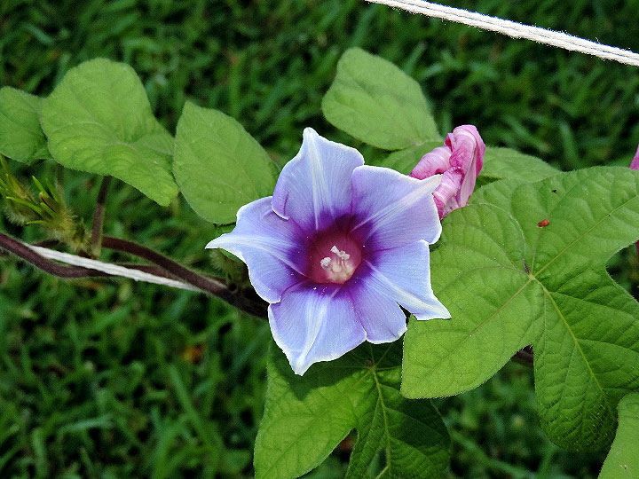 DSCN5786