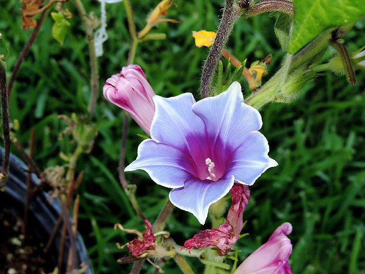 DSCN5787